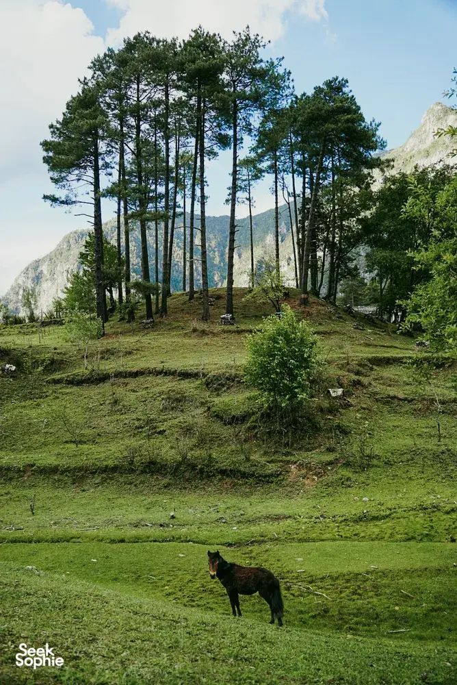 Scenic pine hillside above a grassy valley near Lijiang, Yunnan, with a black dog on a Yi & Naxi village trek itinerary