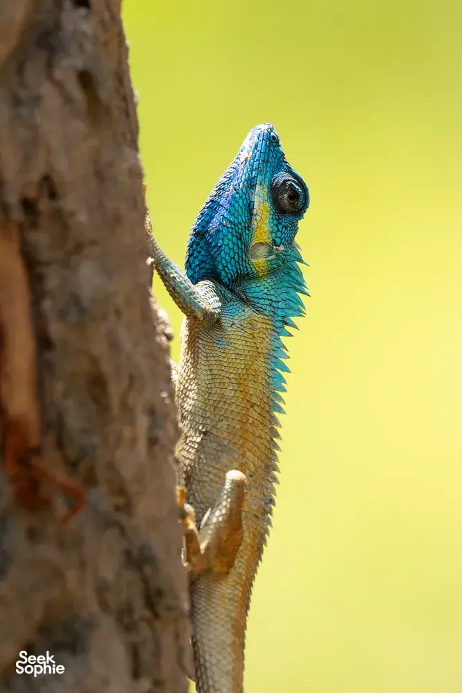 Blue-patterned lizard perched on a tree branch during a wildlife tour in Cat Tien with an expert naturalist-led itinerary