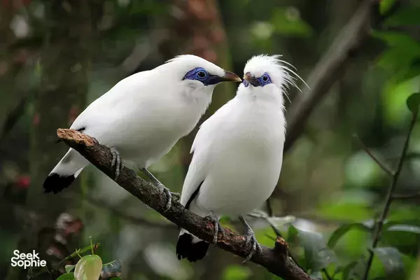 Saving Bali's Starling Bird | 2nd Rarest Bird in the World