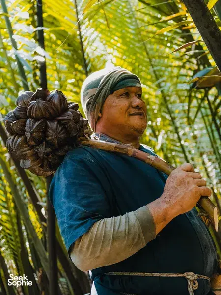 Tanoti Crafts artisan in a tropical grove near Kuching, carrying gathered sugar palm fruit for Sarawak palm sugar tradition