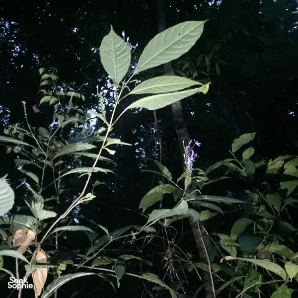 Gunung Raya Rainforest Night Walk