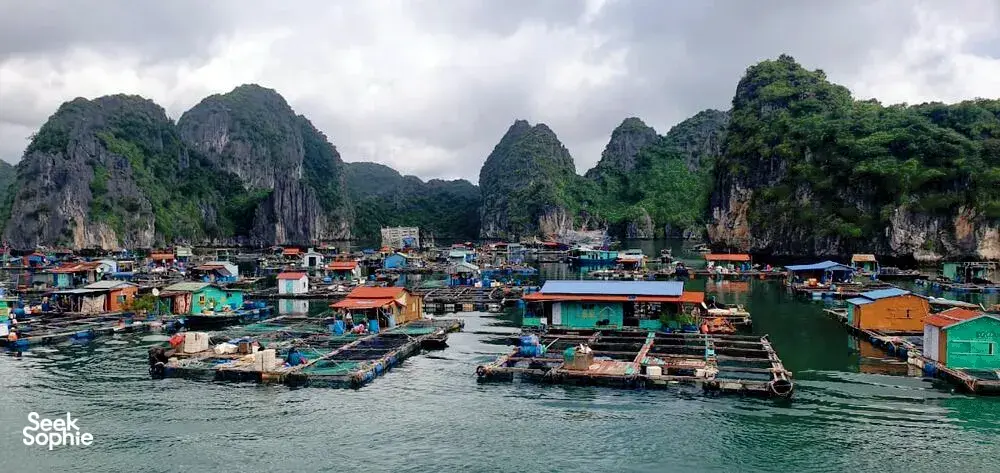 Seek Sophie option picture