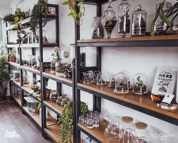 Kokedama workshop display shelf in Singapore with glass terrarium jars, small moss balls, and tools arranged on wooden racks