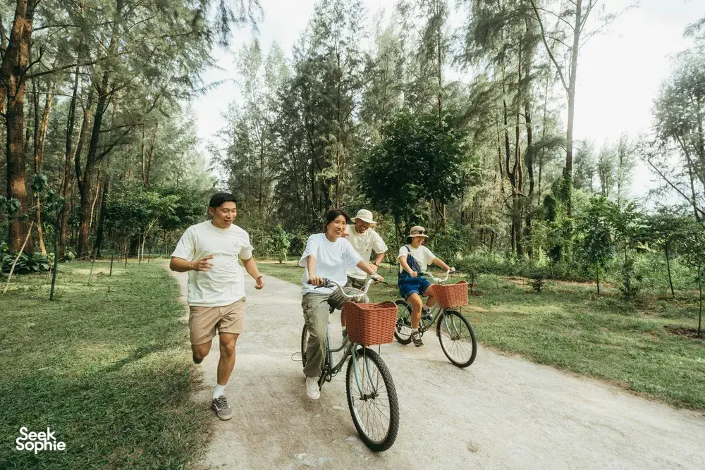 Rent a bike and cycle amidst the towering Casuarina trees in Coney Island