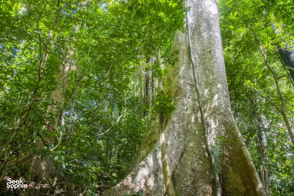 Massive rainforest tree trunk and mossy roots rising through a thick green canopy, part of Khao Sok National Park