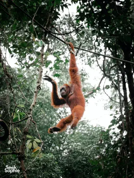 2D1N Sarawak Village Stay | See the Best of Kuching in 2 Days