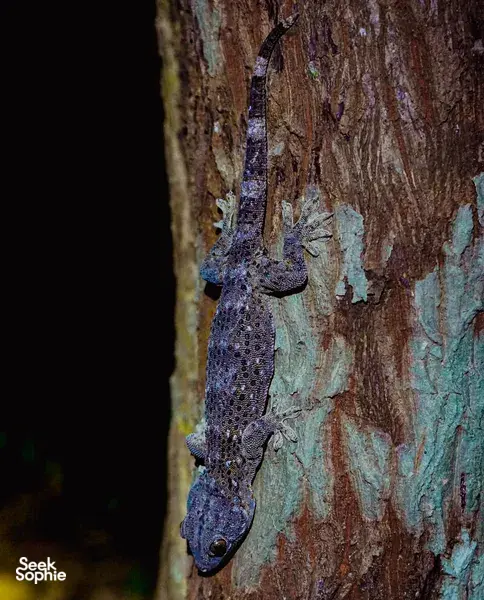 Hidden Jungle Night Walk in Phong Nha's Rainforest