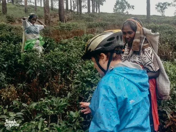 Cycling in Hanthana Tea Plantation