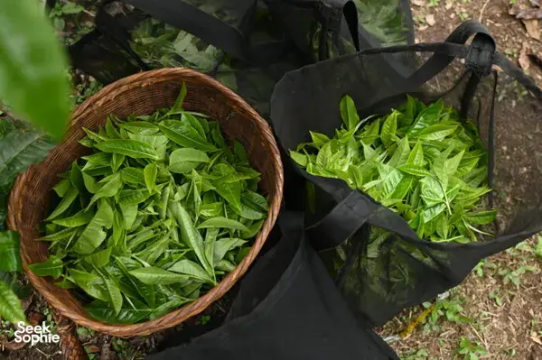 Bakul berisi daun teh segar dan hasil hijau yang baru dituai di sebuah ladang di Xishuangbanna semasa sesi minum teh tradisional