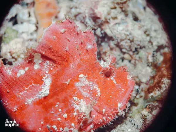 Lombok Pink Beach 2 Fun Dives from Kuta | For Macro Lovers!