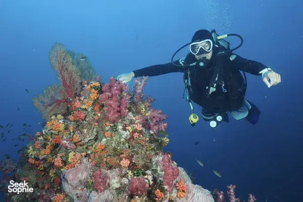 5天4夜安达曼海潜水船之旅 | 15次潜水体验