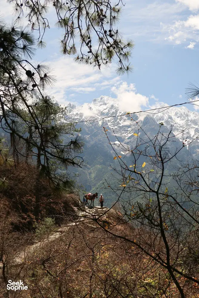 Hikers on a rocky ridge above snow-dusted peaks as pine branches frame Tiger Leaping Gorge, Lijiang on a 2D1N trek with The Bivou