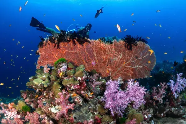 4天4夜北安南潜水探险 | 西米兰群岛豪华潜水船之旅