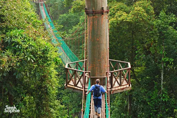 A traveller walks along a high rope-and-metal platform through Danum Valley rainforest, looking down over the canopy