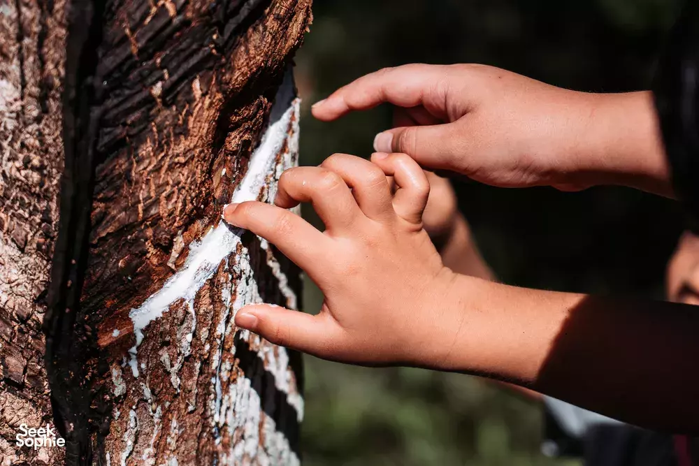 Seek Sophie option picture