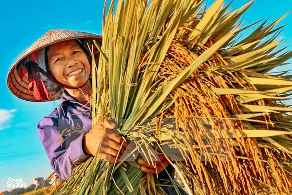 Seek Sophie option picture