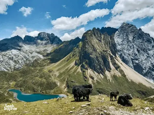 Black yaks grazing on a grassy ridge above a turquoise lake and dramatic mountain ranges in Shangri-La