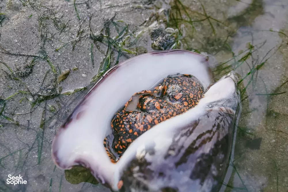 Orange-spotted crab resting on wet sand during a Singapore beach clean-up, with marine experts checking tidepool critters