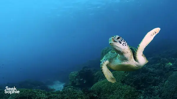 Snorkel dengan Penyu & belayar balik ke LBJ