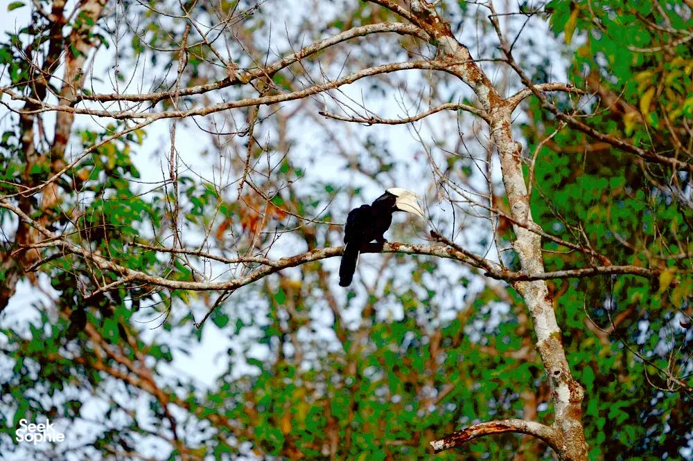 Seek Sophie option picture