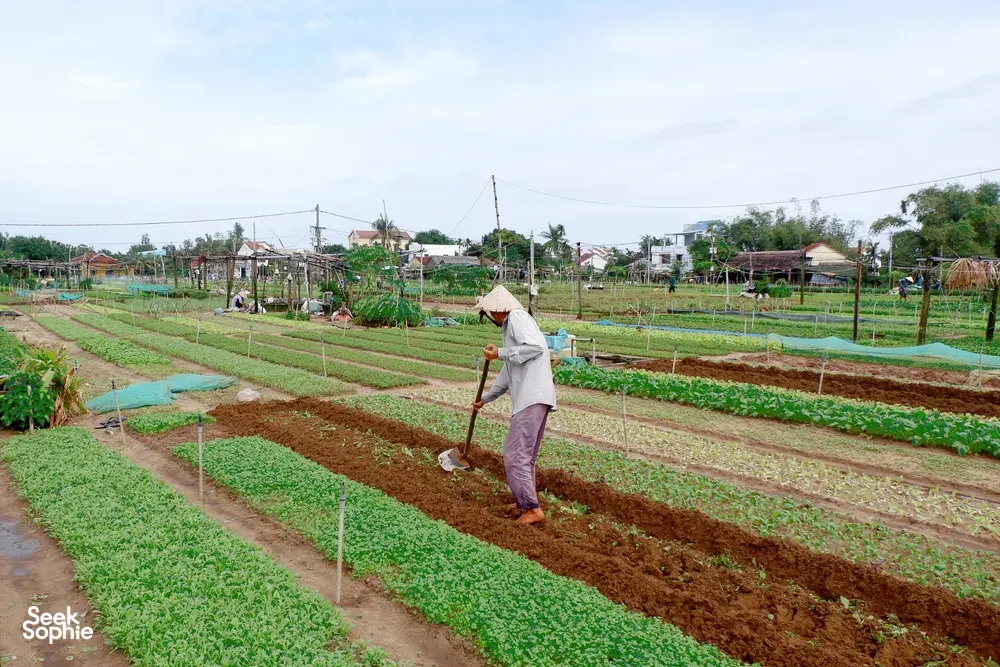 Seek Sophie option picture