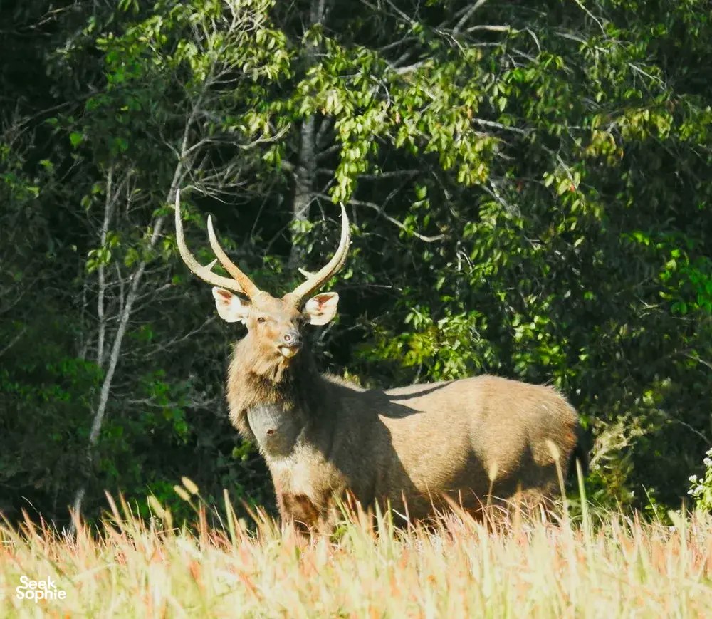 Spotted deer standing in sunlit grass with a dense jungle backdrop in Khao Yai National Park