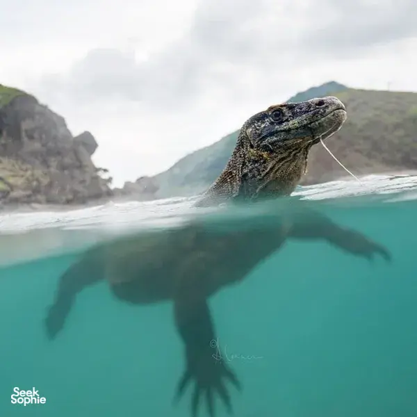 4D3N Great-Value Komodo Boat | Comfy Lounge Nets