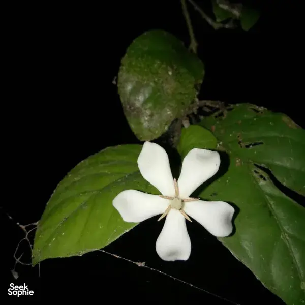Gunung Raya Rainforest Night Walk
