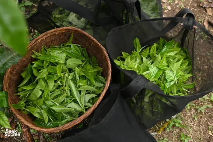 Bakul berisi daun teh segar dan hasil hijau yang baru dituai di sebuah ladang di Xishuangbanna semasa sesi minum teh tradisional