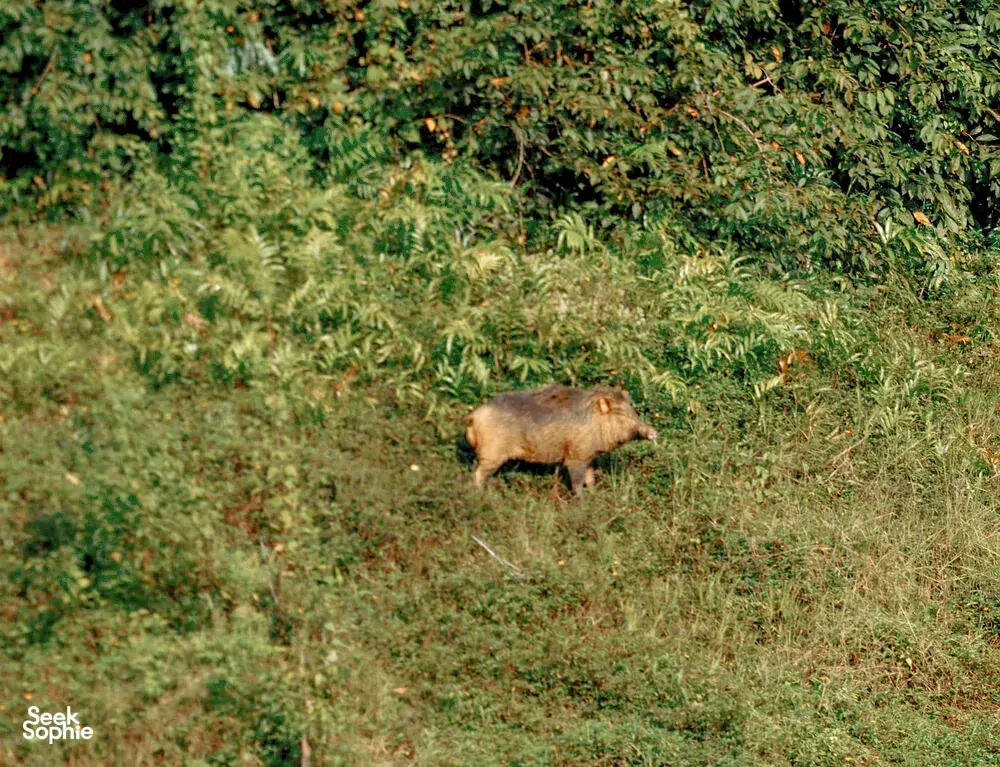 Seek Sophie option picture