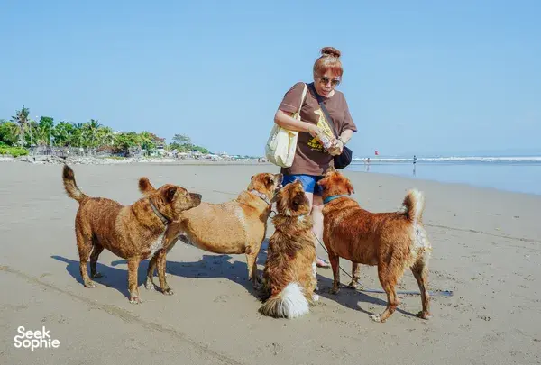 Bali Conservation Adventures volunteer with rescued dogs on Bali’s sandy beach, walking them near the shoreline