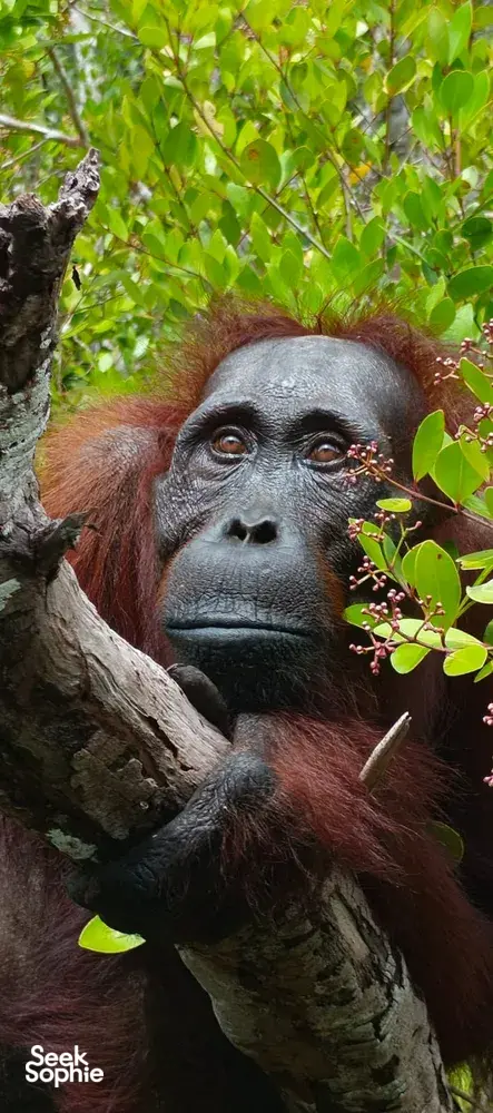 Seek Sophie option picture