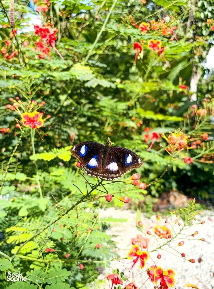 A colourful butterfly feeding on red flowers amid lush greenery in the garden at Kebun Lidstari, Langkawi permaculture farmstay.