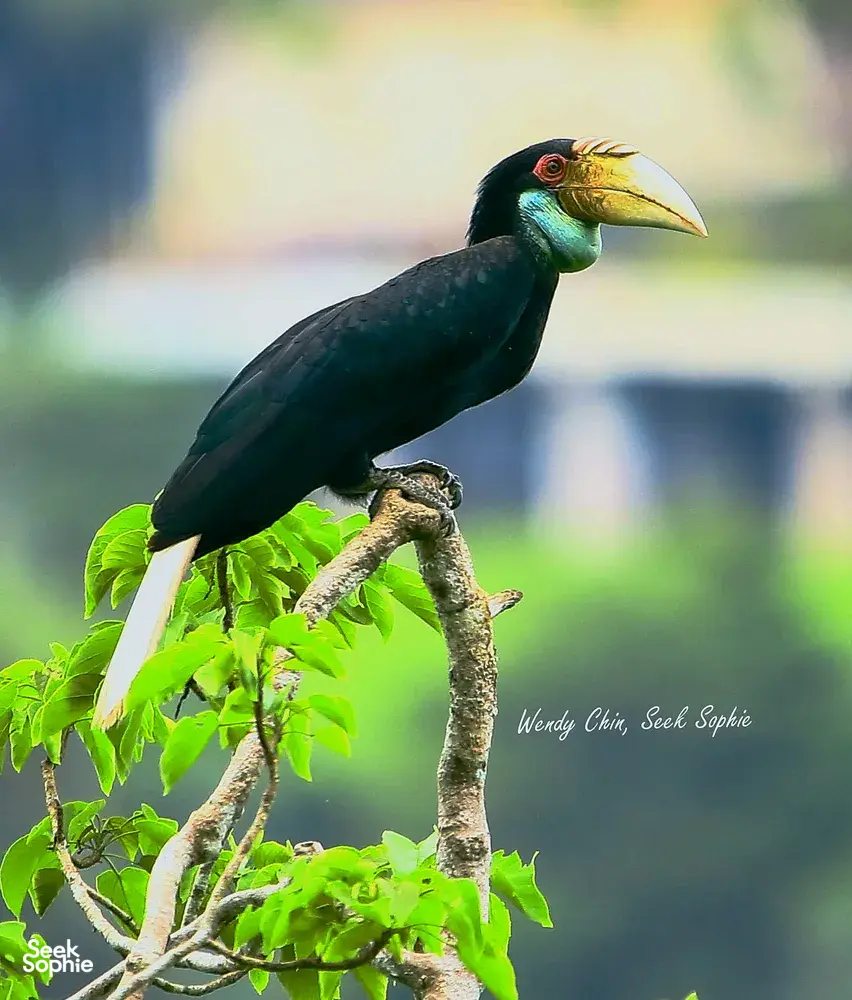 Hornbill perched on a leafy branch above Langkawi forest greenery during a naturalist-guided birdwatching session