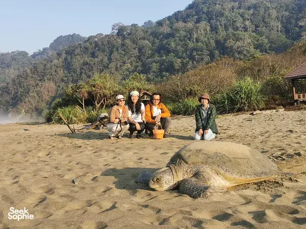 Travellers kneeling beside a rescued sea turtle on the sand during a rare turtle sanctuary visit in East Java