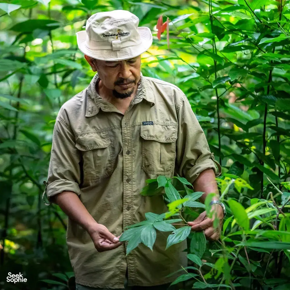 Darulaman Sanctuary herbalist holds fresh leaves and identifies plants in Gunung Raya rainforest, Langkawi