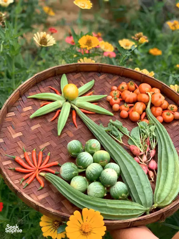 Seek Sophie option picture