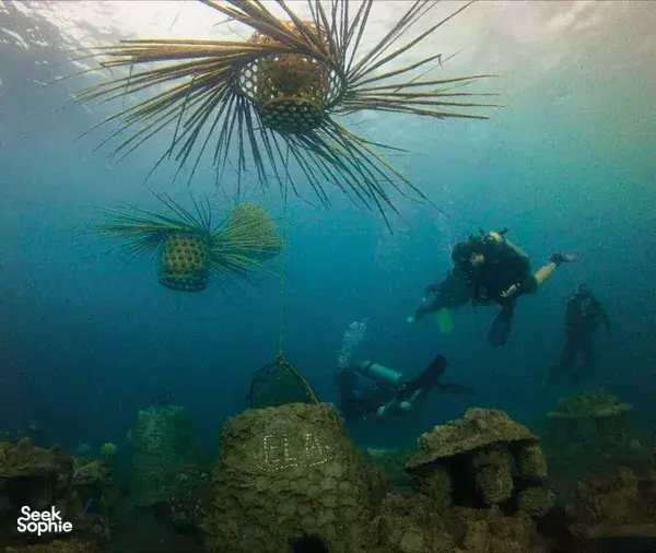1 Week Tulamben Coral Reef Restoration Program