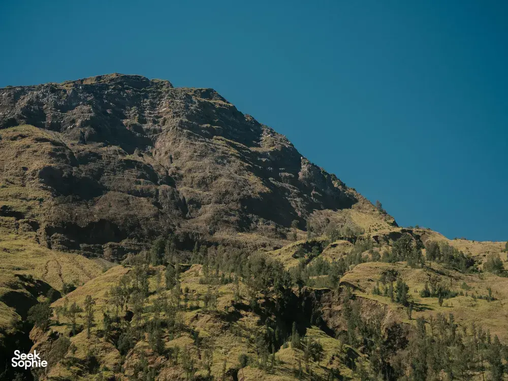 Seek Sophie option picture