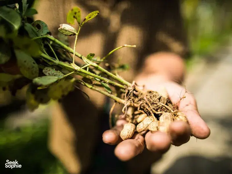 Seek Sophie option picture