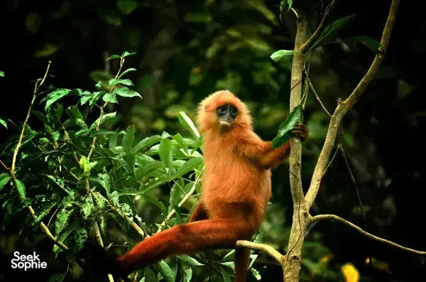 Orangutan perched on a rainforest branch during a Deramakot Safari near Sandakan, Sabah — expert-guided Borneo wildlife trip