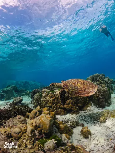 私人快艇一日游至斯米兰 | 人少景美的浮潜天堂