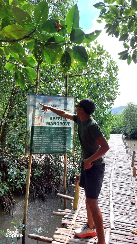 Seorang pengembara berjalan di sebelah papan tanda '21 spesies bakau' di laluan kayu merentasi hutan bakau di Labuan Bajo