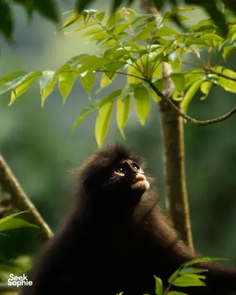 [SOLD OUT] Tracking One of the World’s Rarest Primates  