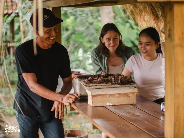 The Secret Life of Bees | Meet Unique Stingless Bee on Lombok Farm