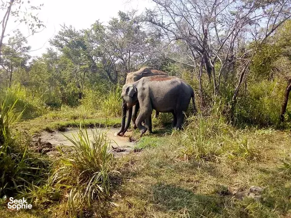 Kaudulla Private Morning Safari (Pick up from Sigiriya or Habarana)