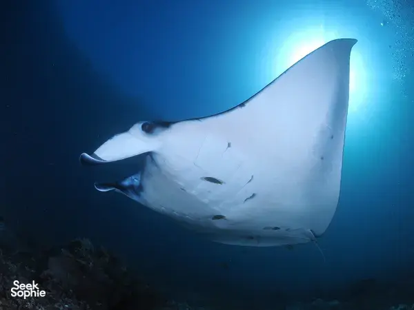 Majestic manta ray gliding through blue water on a 3D2N shared wooden phinisi Komodo cruise from Labuan Bajo