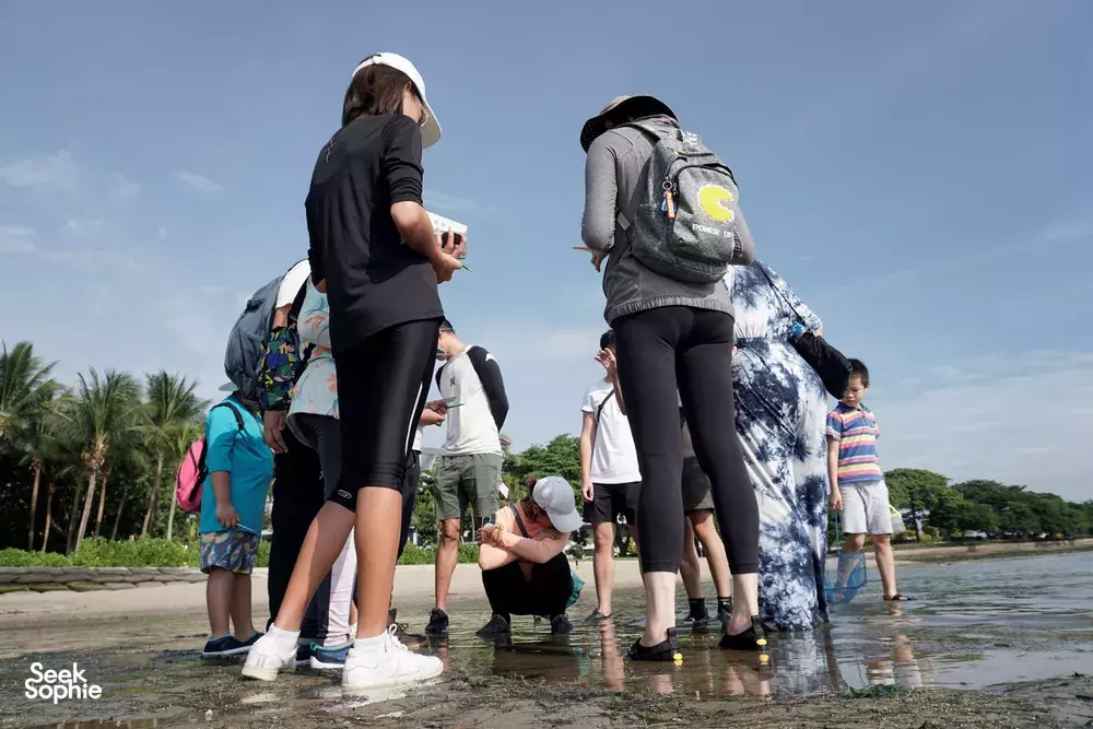 Seek Sophie option picture