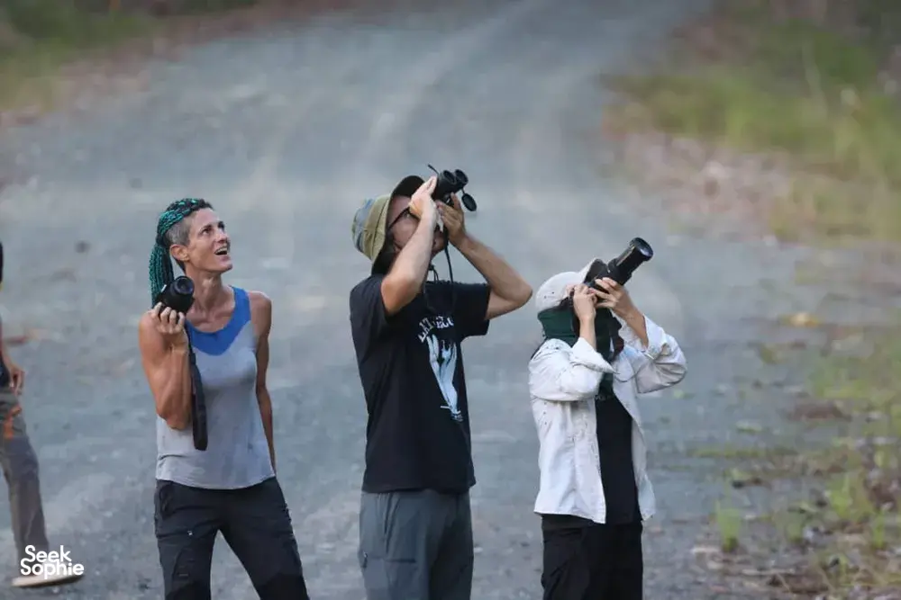 Seek Sophie option picture