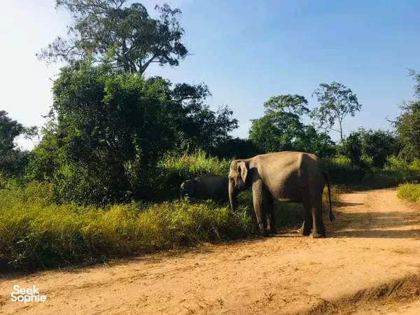 Kaudulla National Park | Morning Jeep Safari